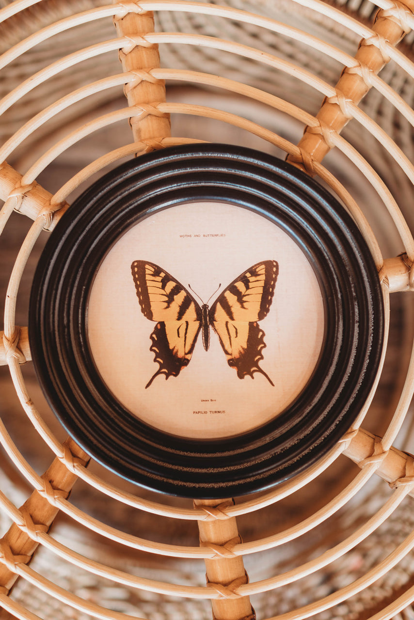 Round Butterfly Prints Under Glass
